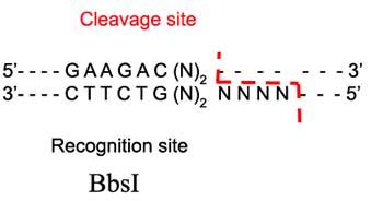 bbsi restriction enzyme|bbsi cut site.